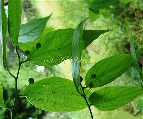  Leafy Shoot with Fruits
